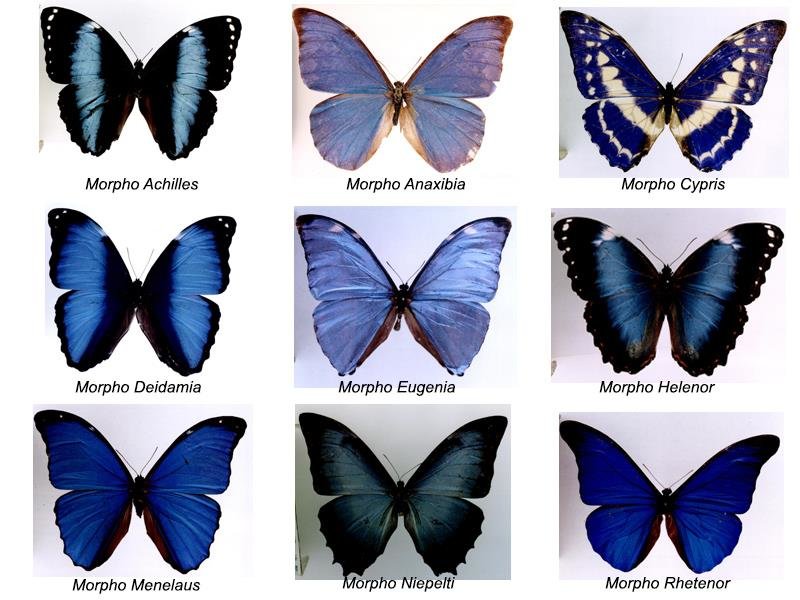 Butterfly Names