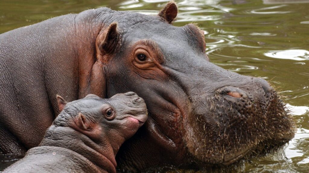 Hippo Names