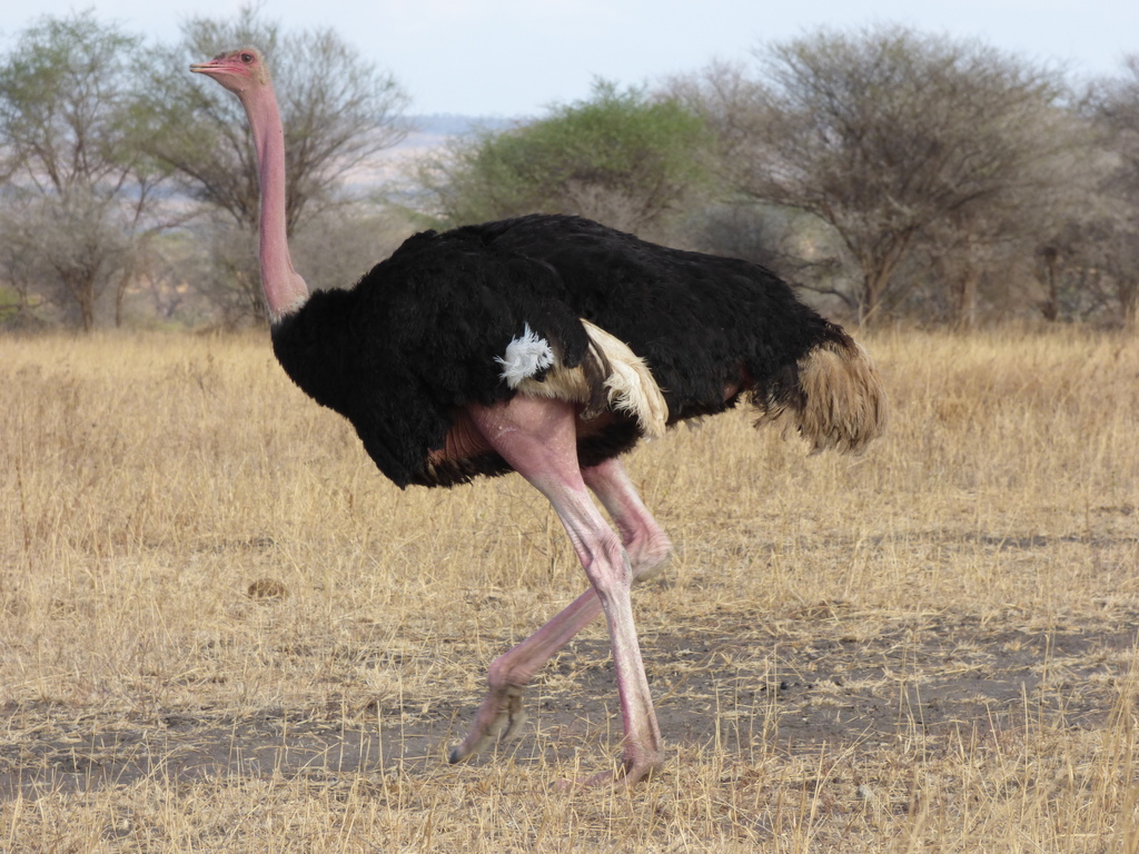 Ostrich Names