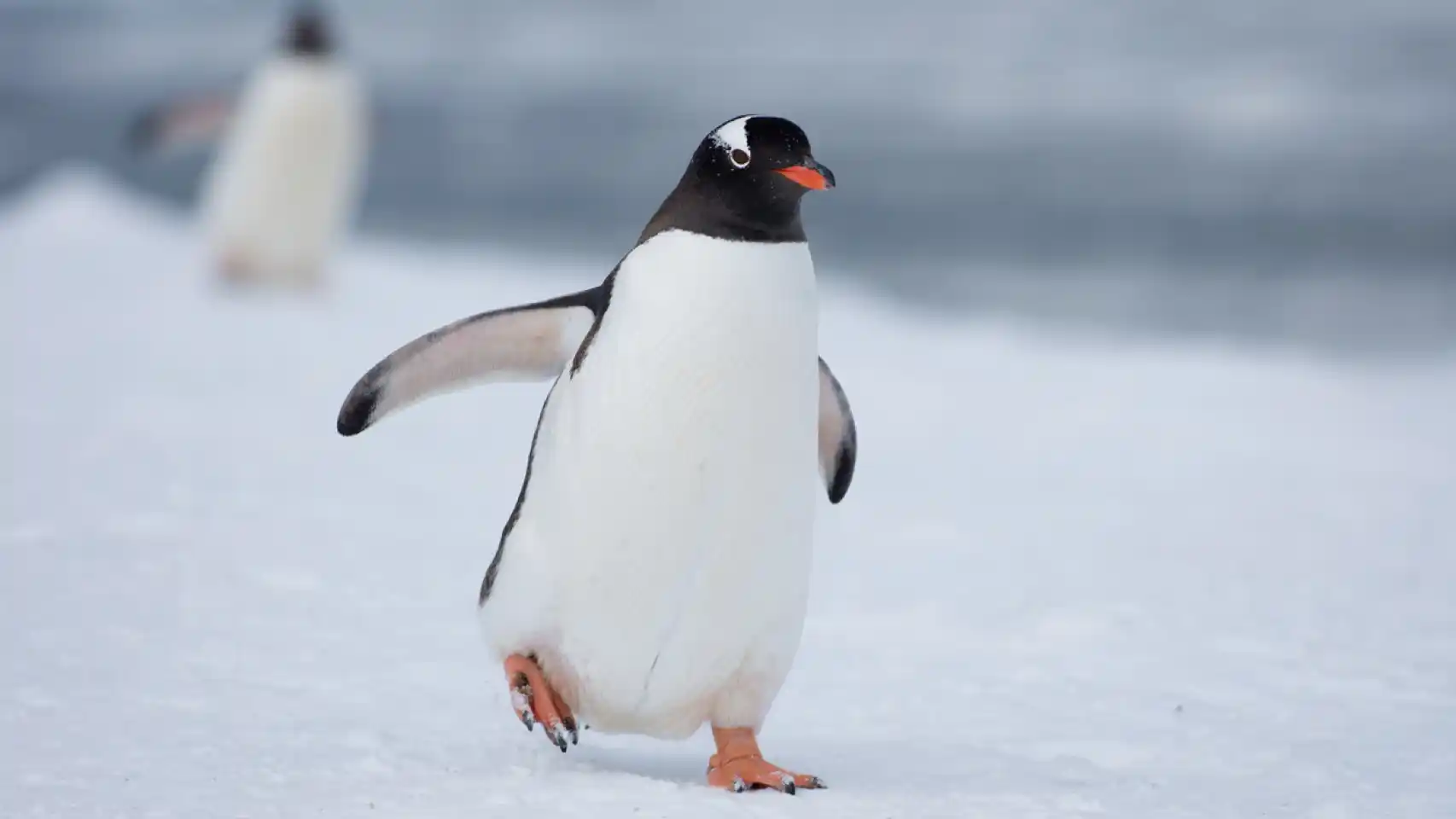 Penguin Name Meaning