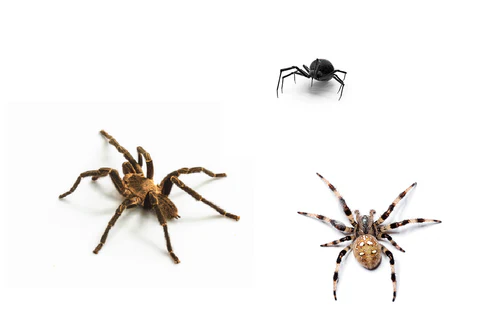 Spider Names