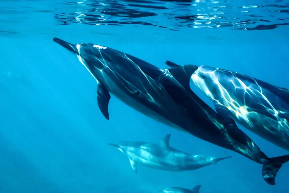 dolphin names