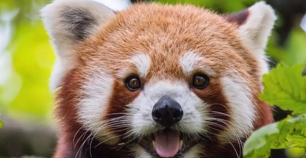 red panda names
