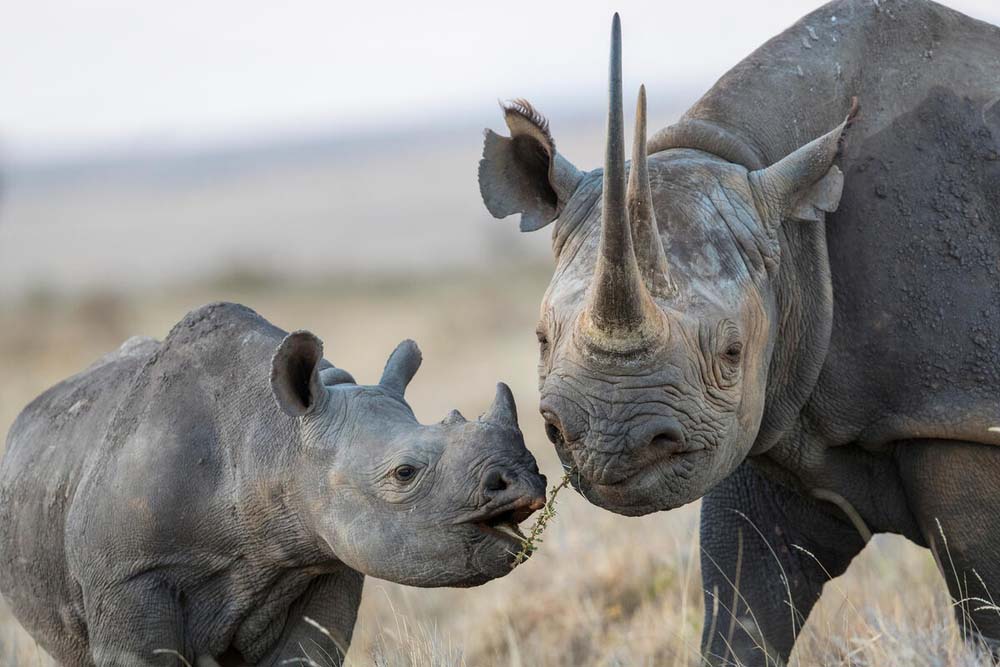 rhino names